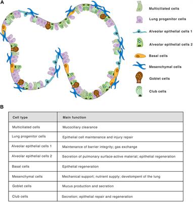 Lung Organoids—The Ultimate Tool to Dissect Pulmonary Diseases?